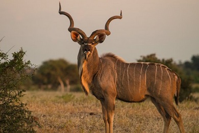 Kudu-Antilope mit Spiralhörnern, östliches und
südliches Afrika in Savannengebieten
https://de.wikipedia.org/wiki/Strepsiceros Kudu-Antilope mit Spiralhörnern, östliches und
südliches Afrika in Savannengebieten
https://de.wikipedia.org/wiki/Strepsiceros