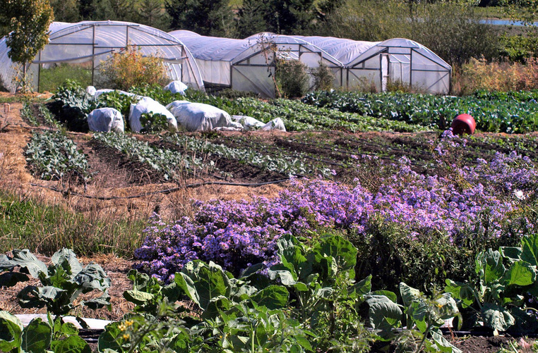 Pestizidfreie
                                Landwirtschaft: Kleine Felder und
                                Treibh�user von Paul Kaiser auf der
                                Singing Frogs Farm in Kalifornien