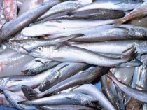 Organische
                          Quecksilberverbindungen kommen heute meistens
                          vom Fisch, weil die Industrie es nicht f�r
                          notwendig erachtet, Quecksilberabw�sser zu
                          verhindern, und dazu z�hlt auch der Urin von
                          Menschen mit Amalgamf�llungen...