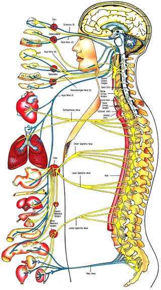 Die Organe des Menschen - das
                          Quecksilber im Blut gelangt �berall dorthin,
                          wo das Blut hingelangt, und lagert sich in den
                          Organen ab