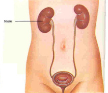 Nieren, Harnleiter und
                            Harnblase, Schema. Es ist nur logisch, dass
                            sich das Quecksilber des Amalgams in den
                            Nieren anreichert, weil die Niere ja das
                            Blut reinigt, und so sind Nierensch�den
                            eigentlich nur logisch...