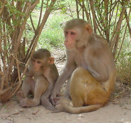 Rhesusaffen werden oft f�r
                              Tierversuche verwendet, vielleicht auch
                              f�r das radioaktive Amalgam, das dann in
                              R�ckenmark, Nebennieren, Nieren, Leber,
                              Darmwand und im Gehirn nachweisbar war