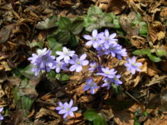 Hepatica