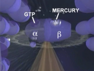 Film �ber
                                        Quecksilberwirkung an Nerven 05:
                                        Das Tubulin wird durch
                                        Quecksilber ver�ndert und wird
                                        bindungsunf�hig