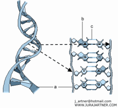 El �cido
                      desoxiribonucleico (ADN), esquema. El DNS contiene
                      grupos de nitr�geno que tienen reacciones con el
                      mercurio, y por eso la substancia gen�tica sufre
                      un da�o. La "medicina convencional" no
                      quiere ver eso, y los gobiernos criminales y
                      calientes de la bolsa no bloquean el amalgama
                      hasta hoy...