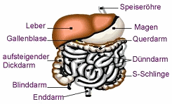 El mercurio de
                        amalgama se deposita a las paredes intestinales
                        y molesta todos los nervios intestinales en los
                        paredes intestinales, y por eso van ser
                        provocados espasmos intestinales o va ser
                        impedido al absorci�n de nutrientes en el
                        intestino, hasta va ser una inflamaci�n
                        intestinal cr�nica. Se pregunta pues por qu� los
                        gobiernos todav�a no han prohibido y reemplazado
                        el amalgama globalmente...