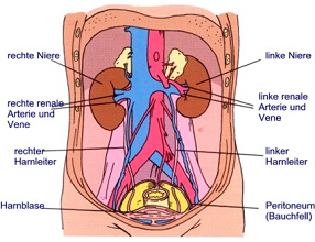 El mercurio de
                        amalgama afecta la funci�n renal. Los ri�ones no
                        pueden filtrar bien m�s. Eso fue probado.
                        Tambi�n un fracaso renal total es posible por el
                        mercurio de amalgama. Tambi�n cuando no hay
                        s�ntomas y hasta ese punto de la vida se ten�a
                        suerte, deber�an ser quitados todos los empastes
                        de amalgama. Porque pues tan mucha gente tiene
                        un fracaso renal y tienen trasplantar un nuevo
                        ri��n, desde hay el amalgama?