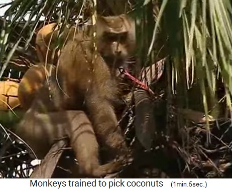 the coconut monkey is in the palm
                  crown with the coconuts