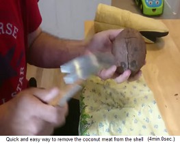 Die
                  Schale der Kokosnuss spaltet sich