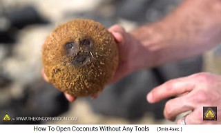 Each coconut has a
                  "face" with 2 eyes and one
                  "mouth"