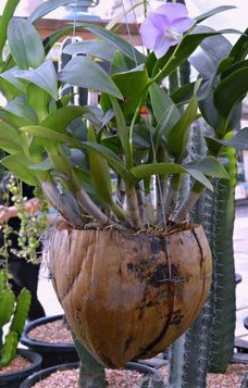Leather skin becomes a hanging
                  flowerpot for orchids, Thailand