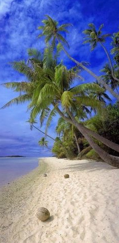 Cocos
                        marrones en la playa