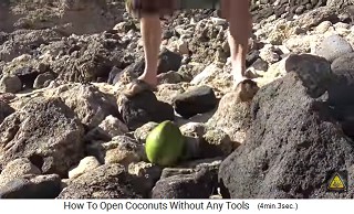 Un coco verde se coloca en el
                  suelo entre las piedras con la parte superior