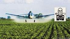 Plantaci�n de soja transg�nica con
                        pesticidas, y la selva tropical es destruida por
                        esto