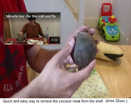 Hier ist die gesch�lte Kokosnuss, das
                Fruchtfleisch (Kopra) ist noch mit der feinen, braunen
                Haut umh�llt