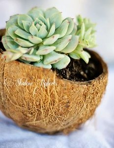 Rohe
                  Kokosnuss wird Blumentopf