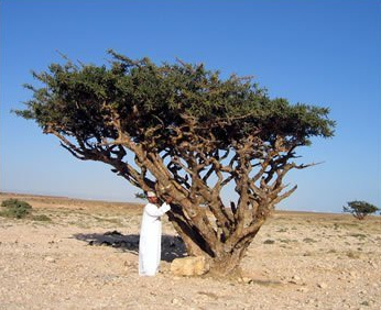 Weihrauchbaum Boswellia sacra Weihrauchbaum Boswellia sacra
