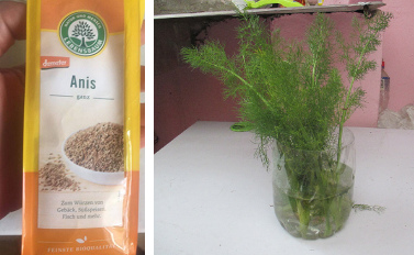 Anissamen kauen oder
                    Gr�nteile von Fenchel essen heilt: PMS,
                    Menstruationsschmerzen und Wechseljahrsbeschwerden