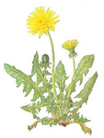 Diente de le�n, p.e. contra anemia