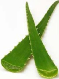 Sabila (Aloe-Vera), Kaktusbl�tter mit
                          heilendem Gel drin