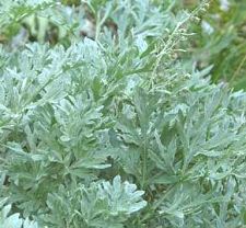 Wermut gegen Bandwurm