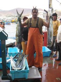 Um Rheumatismus und Harns�ure
                                    zu reduzieren: den Konsum von Fisch
                                    reduzieren, z.B. Gemeine Goldmakrele
                                    (Perico, lat. Coryphaena hippurus)