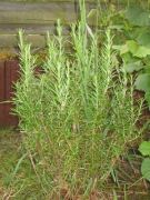 Rosmarin, ein
                          Bestandteil der Salbe gegen Magenkr�mpfe