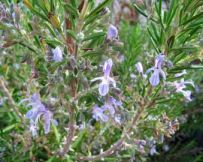 Rosmarin in Bl�te, ein Bestandteil der
                          Salbe gegen Magenkr�mpfe