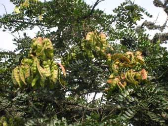 Der Sud
                  des F�rberstrauchs wirkt gegen Kr�tze