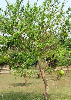 Der Kalabassenbaum
                                    (lat.crescentia cujete), ein
                                    K�rbisbaum, mit Fruchtfleisch aus
                                    Polifenolen mit antibakterieller
                                    Wirkung, z.B. gegen Husten [6].