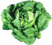 Para la
                                        revitalizaci�n del cuerpo para
                                        recuperar la potencia: comer
                                        lechuga