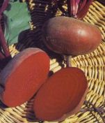 Betarraga, un elemento contra anemia