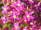 Infusi�n de canchalagua (cachalagua)
                              contra c�licos de gases