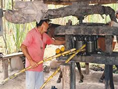 Producci�n de chancaca 01 con prensa
                              de ca�a