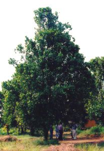 Clavo de olor, el �rbol del clavo