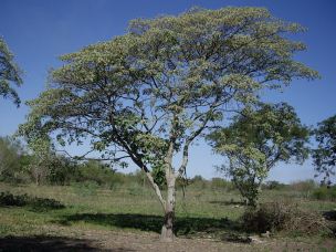 �rbol de copaiba (sangre de grado),
                            para purgante fuerte