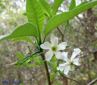 Infusi�n de flor blanca (lat.:
                            tabernaemontana amygdalifolia) es un eficaz
                            laxante