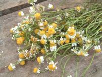 Manzanilla:
                          Infusi�n de manzanilla sirve a los nervios,
                          contra dolores de cabeza, contra jaquecas