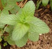 Tomar infusiones de
                                        menta para recuperar la
                                        potencia