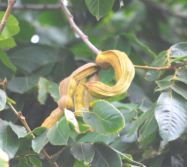 Pacay con frutas, para purgante
                            suave