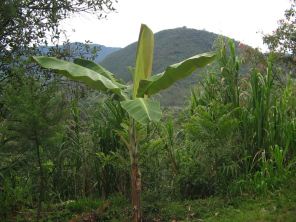 Platanero con tronco
                      de pl�tano contra tuberculosis, p.e. en la selva
                      central de Oxapampa, Per�, en el pueblo Tsachopen
                      de los Yaneshas