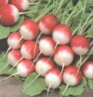 Jugo de rabanitos contra amigdalitis
                              despu�s de cada comida