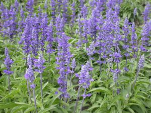 Salvia azul (Salvia farinacea) como
                                ingrediente para el agua de un ba�o de
                                vapor