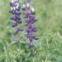 Tarwi molido (esp.: chocho, lat.:
                                Lupinus mutabilis), una parte para el
                                ba�o de belleza