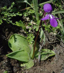 Violeta de campo (Gaiadendrum
                              punctatum, Orejita, violeta, violeta
                              cimarrona, violeta de barranca), una parte
                              para el ba�o de belleza