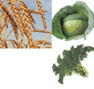 Magnesium-Nahrungsmittel f�r Blutgruppe B:
                  Dinkel, Weisskohl und Gr�nkohl