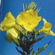With evening primrose a great evening
primrose oil is proceeded With evening primrose a great evening primrose oil
is proceeded