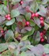 Partridge berry (Mitchella repens) is
                        regulating the female hormones; is used for the
                        treatment of menstruation troubles and of
                        menopause symptoms