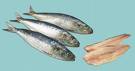 Les sardines r�gulent l'�quilibre iod� avec le
                  type 0 car le type 0 souffre toujours d'une
                  hypofonction de la glande thyro�de. Ajoutez � cela les
                  sardines sont la source de calcium la plus importante
                  pour le type 0, avec le brocoli.