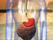 Der Magen der J�germenschen mit
                            Blutgruppe 0 hat besonders viel Magens�ure
                            und ist pr�destiniert zur Fleischverdauung,
                            und basische Fr�chte und Gem�se d�mpfen die
                            S�uren jeweils ausgleichend ab. Saure
                            Lebensmittel sind folglich f�r den sauren
                            Magen der Menschen mit Blutgruppe 0 sehr
                            sch�dlich und w�rden Magengeschw�re
                            provozieren, z.B. jeglicher Essig.